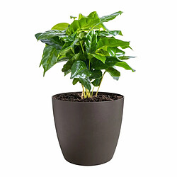 Avis Elho The Coffee Collection - Ø14 cm - Céramique