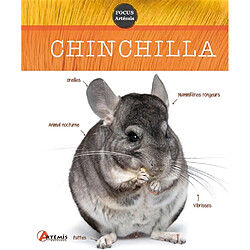 Chinchilla - Occasion