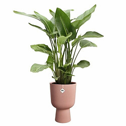 Elho Vibes Fold Coupe - Ø29,5 cm - Coloris variés pas cher