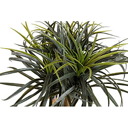 Alexandra House Living Nolina recurvata en pot 60 x 60 x 75 cm