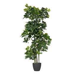 Alexandra House Living Schefflera arborescente, plante 60 x 60 x 145 cm