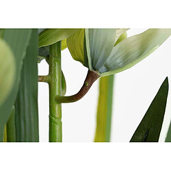 Alexandra House Living Plante d'orchidée Cymbidium 70 x 70 x 110 cm