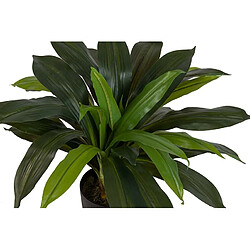 Alexandra House Living Dracaena fragrans en pot 55 x 55 x 55 cm