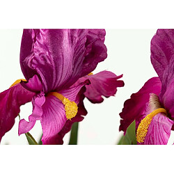 Alexandra House Living Plante d'orchidée Cattleya 60 x 60 x 70 cm pas cher