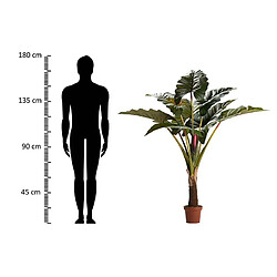 Alexandra House Living Plante Lugarsia Esculenta 130X130X165 Cm