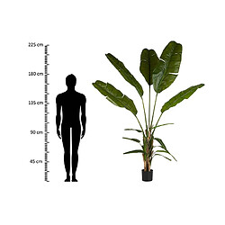 Alexandra House Living Palmier du voyageur en pot 90 x 90 x 250 cm