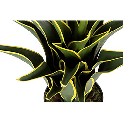Acheter Alexandra House Living Agave Atenuata (plante) 50 x 50 x 60 cm