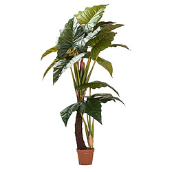 Alexandra House Living Plante Lugarsia Esculenta 150 x 150 x 220 cm