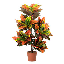 Alexandra House Living Plante Codiaeum Variegatum 60X60X100 Cm