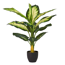 Alexandra House Living Dieffenbachia, plante à pois, 55 x 55 x 100 cm