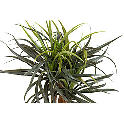 Alexandra House Living Yucca en pot 58 x 58 x 58 cm