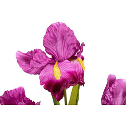Avis Alexandra House Living Plante d'orchidée Cattleya 60 x 60 x 70 cm