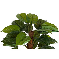 Alexandra House Living Plante Rhadhidophora Aureum avec pot 50X50X73 Cm
