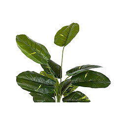 Alexandra House Living Plante Rhadhidophora Aureum avec pot 80X80X160Cm