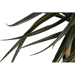 Avis Alexandra House Living Nolina recurvata en pot 60 x 60 x 75 cm