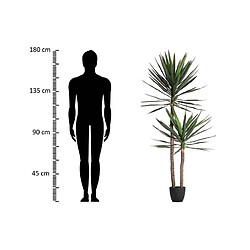 Alexandra House Living Yucca 90 x 70 x 180 cm