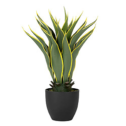 Alexandra House Living Agave Atenuata (plante) 50 x 50 x 60 cm