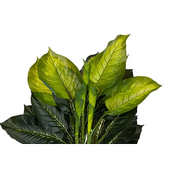 Alexandra House Living Dieffenbachia en pot 65 x 65 x 113 cm