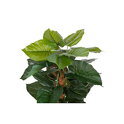 Alexandra House Living Plante de taro en pot 65 x 65 x 120 cm