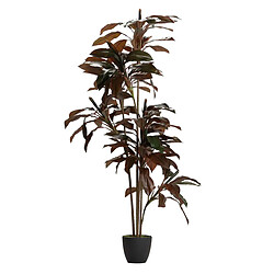 Alexandra House Living Plante Ordyline Fruticosa 80X80X170 Cm