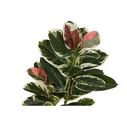 Alexandra House Living Plante Dieffenbachia Maculata 50X50X85 Cm