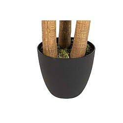 Alexandra House Living Nolina recurvata en pot 60 x 60 x 75 cm pas cher