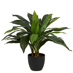 Alexandra House Living Dracaena fragrans en pot 55 x 55 x 55 cm