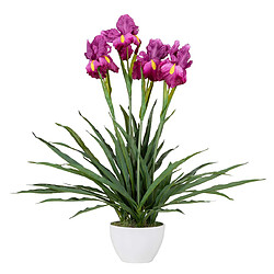 Alexandra House Living Plante d'orchidée Cattleya 60 x 60 x 70 cm
