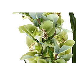 Acheter Alexandra House Living Plante d'orchidée Cymbidium 70 x 70 x 110 cm