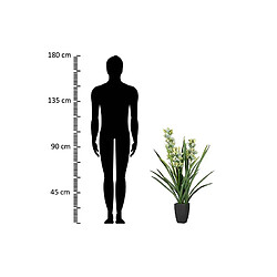 Avis Alexandra House Living Plante d'orchidée Cymbidium 70 x 70 x 110 cm