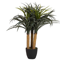 Alexandra House Living Nolina recurvata en pot 60 x 60 x 75 cm