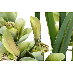 Alexandra House Living Plante d'orchidée Cymbidium 70 x 70 x 110 cm pas cher
