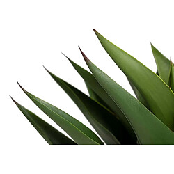 Acheter Alexandra House Living Agave attenuata, plante de 75 x 75 x 82 cm