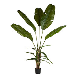 Alexandra House Living Palmier du voyageur en pot 90 x 90 x 250 cm