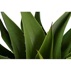 Alexandra House Living Agave attenuata, plante de 75 x 75 x 82 cm pas cher