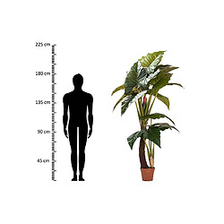 Alexandra House Living Plante Lugarsia Esculenta 150 x 150 x 220 cm