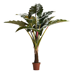 Alexandra House Living Plante Lugarsia Esculenta 130X130X165 Cm