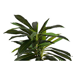 Alexandra House Living Dracaena fragrans en pot 55 x 55 x 100 cm