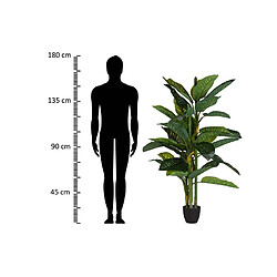 Alexandra House Living Plante Dieffenbachia Amoena avec pot 70X70X160Cm