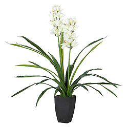 Alexandra House Living Plante d'orchidée Cymbidium 60 x 60 x 100 cm