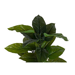 Alexandra House Living Plante Aureum avec pot 65 x 65 x 88 cm