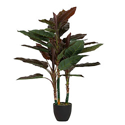 Alexandra House Living Cordyline en pot 80 x 80 x 110 cm