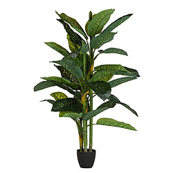 Alexandra House Living Plante Dieffenbachia Amoena avec pot 70X70X160Cm