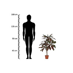 Alexandra House Living Plante Cordyline Fruticosa 70X60X110 Cm