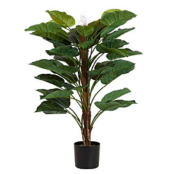 Alexandra House Living Plante Rhadhidophora Aureum 80X80X170 Cm