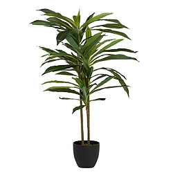 Alexandra House Living Dracaena fragrans en pot 55 x 55 x 100 cm