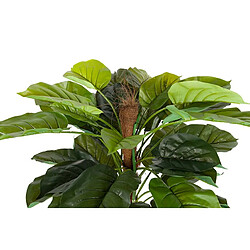 Alexandra House Living Plante Rhadhidophora Aureum 80X80X170 Cm