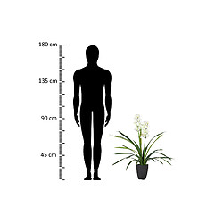 Alexandra House Living Plante d'orchidée Cymbidium 60 x 60 x 100 cm