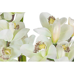 Avis Alexandra House Living Plante d'orchidée Cymbidium 60 x 60 x 100 cm