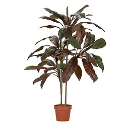 Alexandra House Living Plante Cordyline Fruticosa 70X60X110 Cm